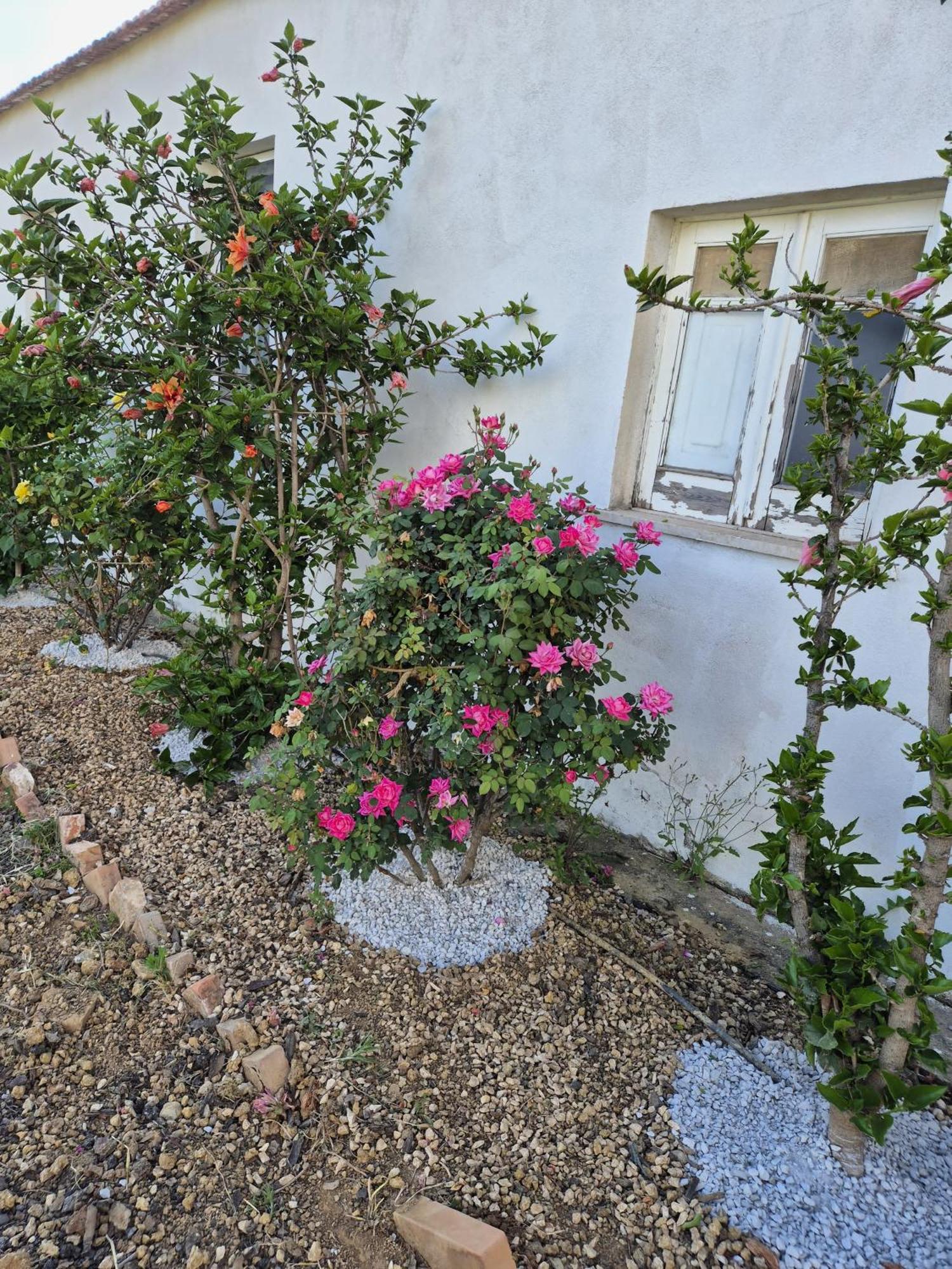 Villa Elvira Country House Belvedere Marittimo Esterno foto